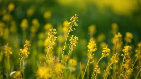 Les avantages surprenants du mélilot du Québec à découvrir